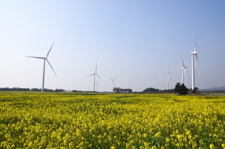 Jeju Canola Flower Festival