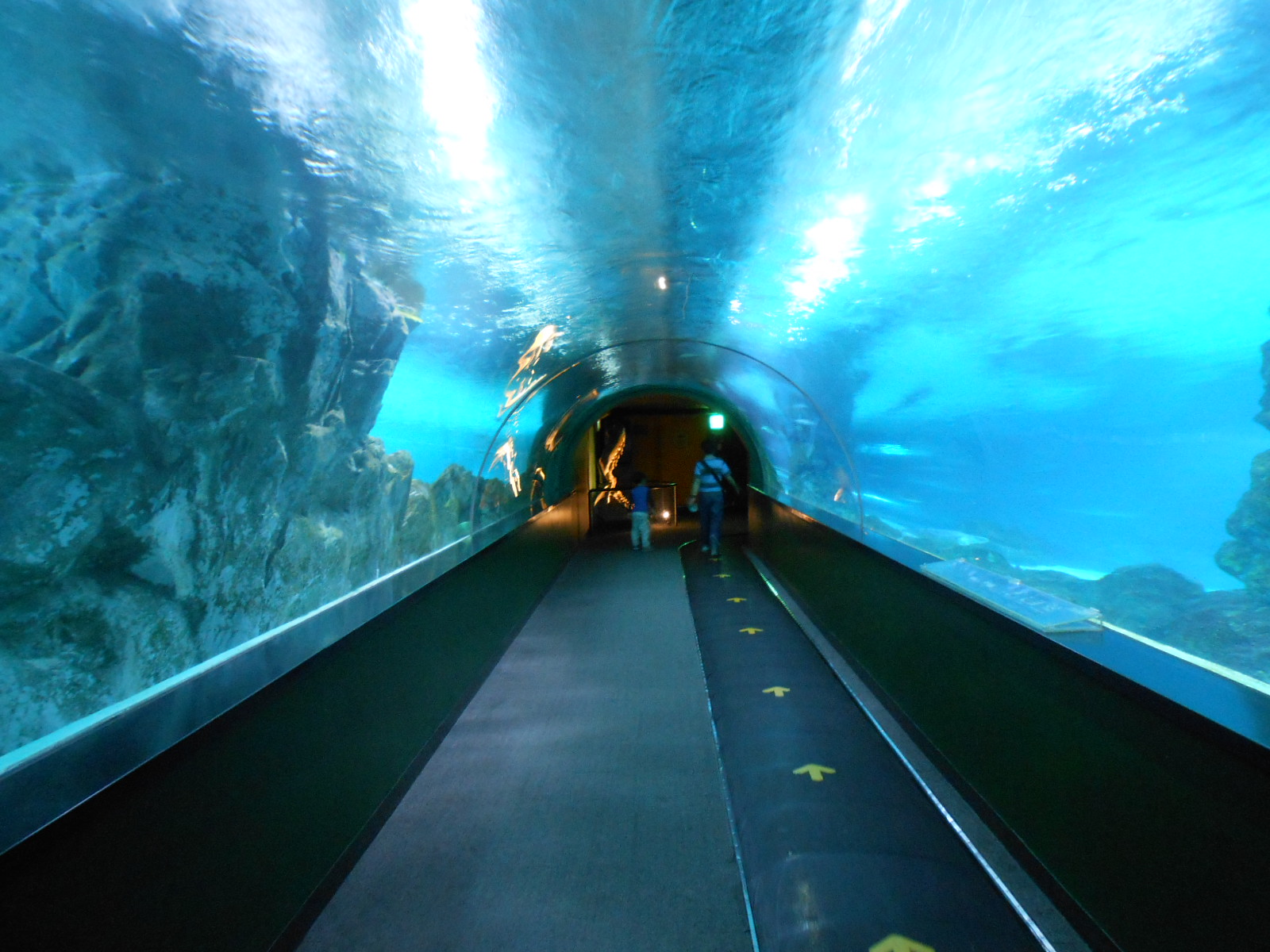 Coex Aquarium 