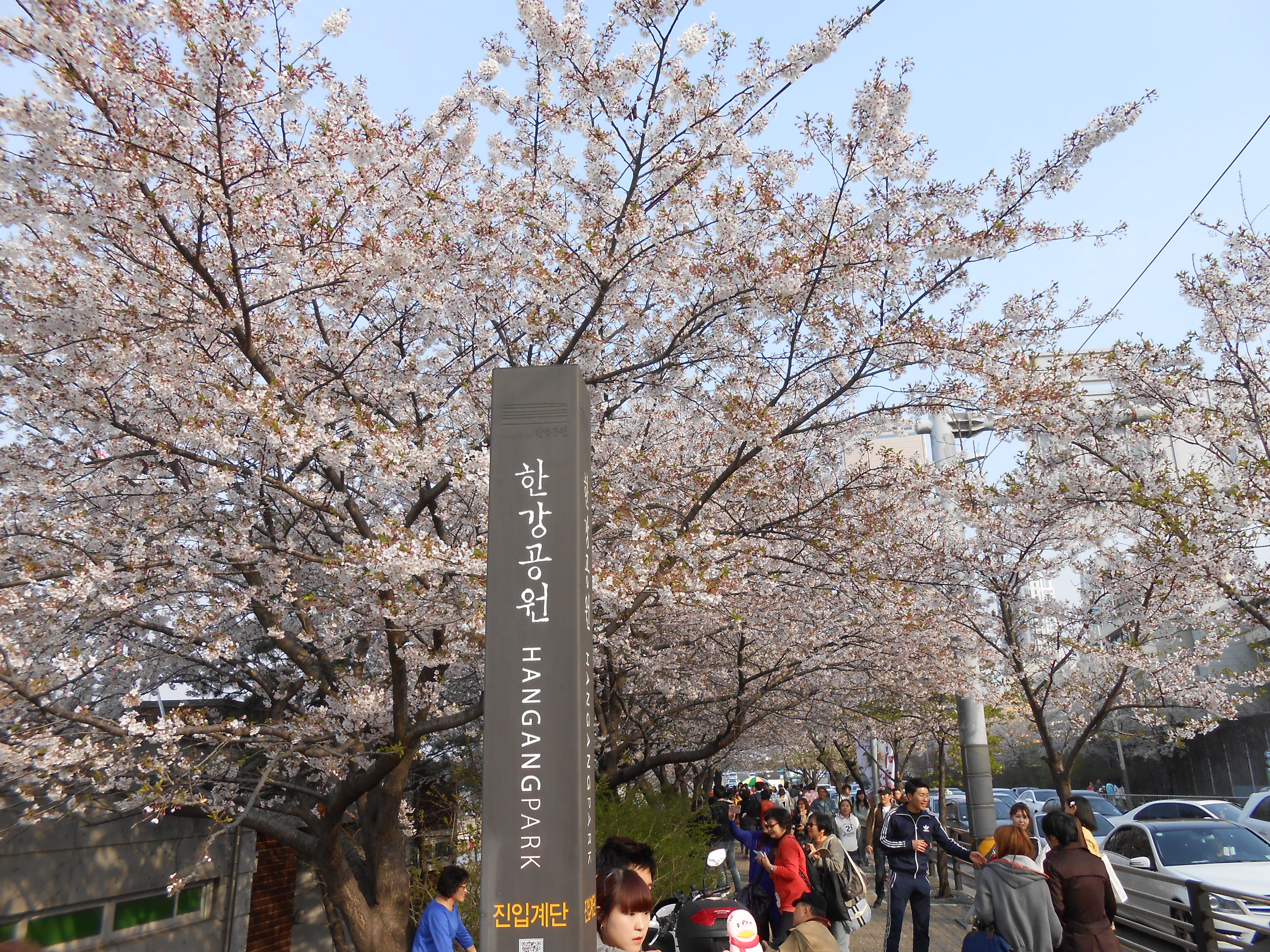 Yeouido Cherry Blossom Festival