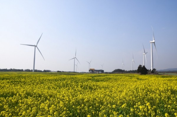 Jeju Canola Flower Festival