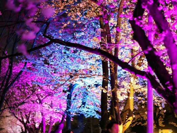Yeouido Cherry Blossom Festival