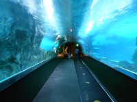 Coex Aquarium 
