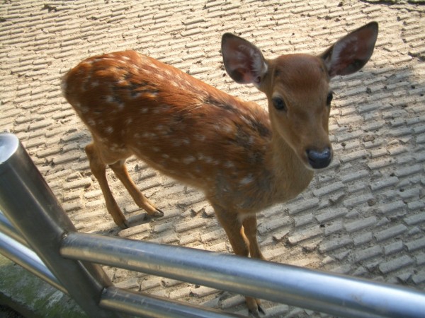 Seoul Zoo