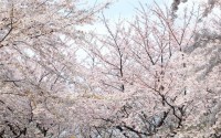 Jeju Cherry Blossom Festival