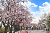 Yeouido Cherry Blossom Festival