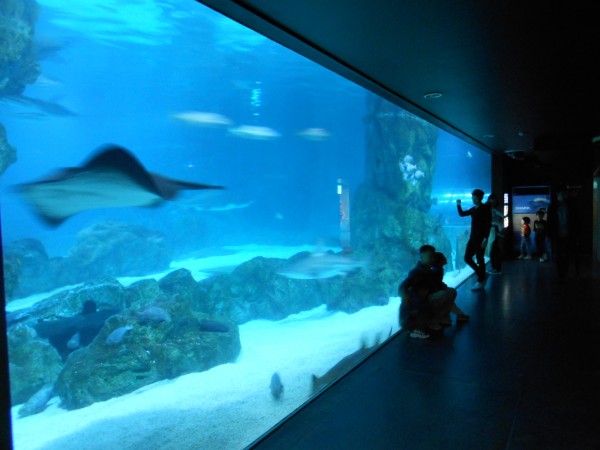 Coex Aquarium 