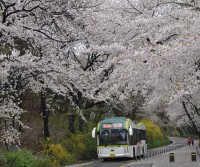 Yeouido Cherry Blossom Festival