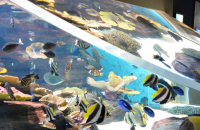 Aqua Planet Jeju Aquarium