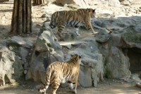 Seoul Zoo