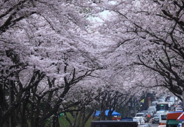 Jeju Cherry Blossom Festival