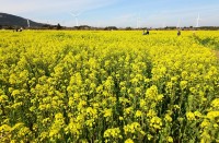 Jeju Canola Flower Festival